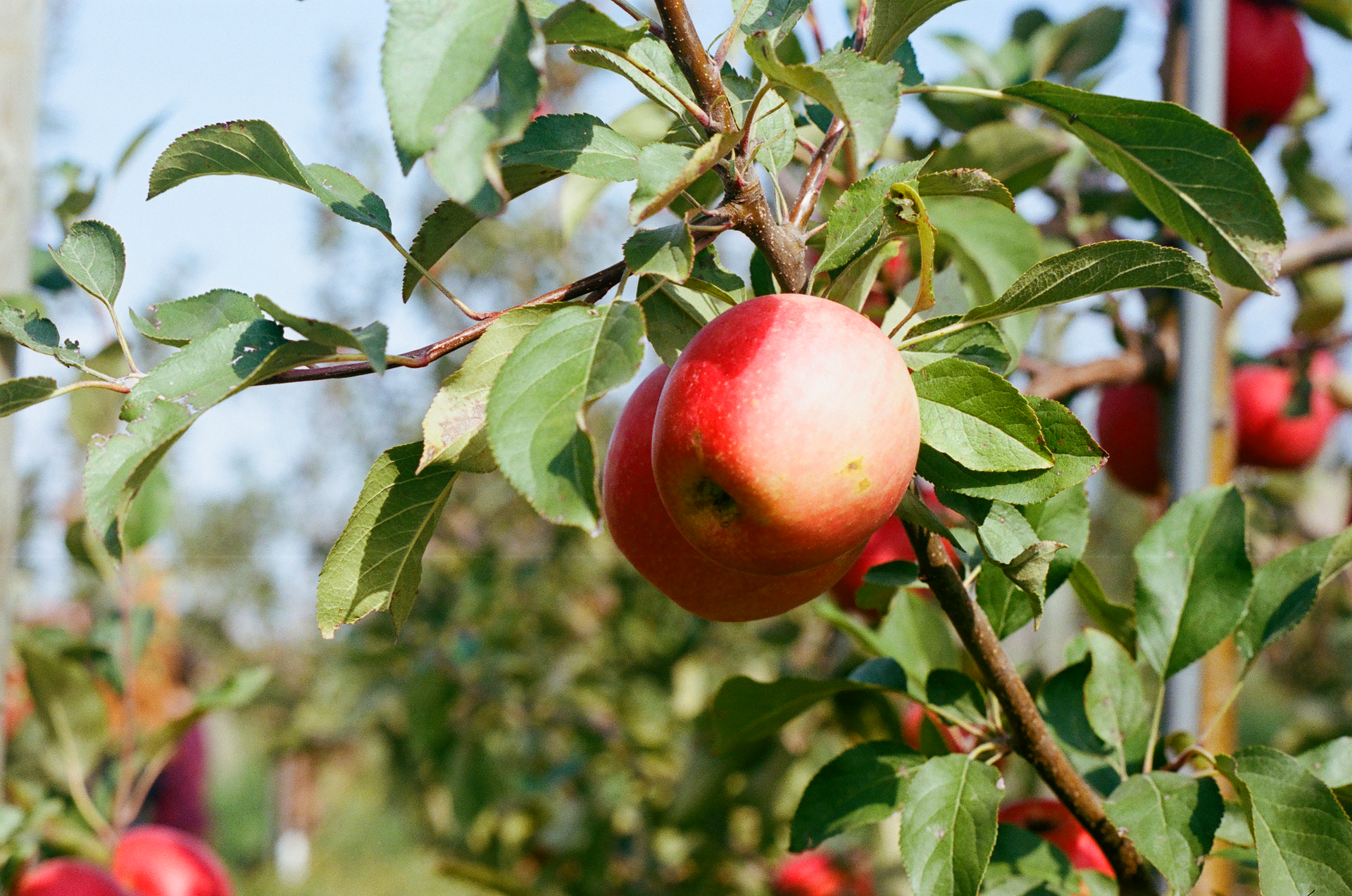 Tue, 03 Jun 2025 19:01:52 -0500